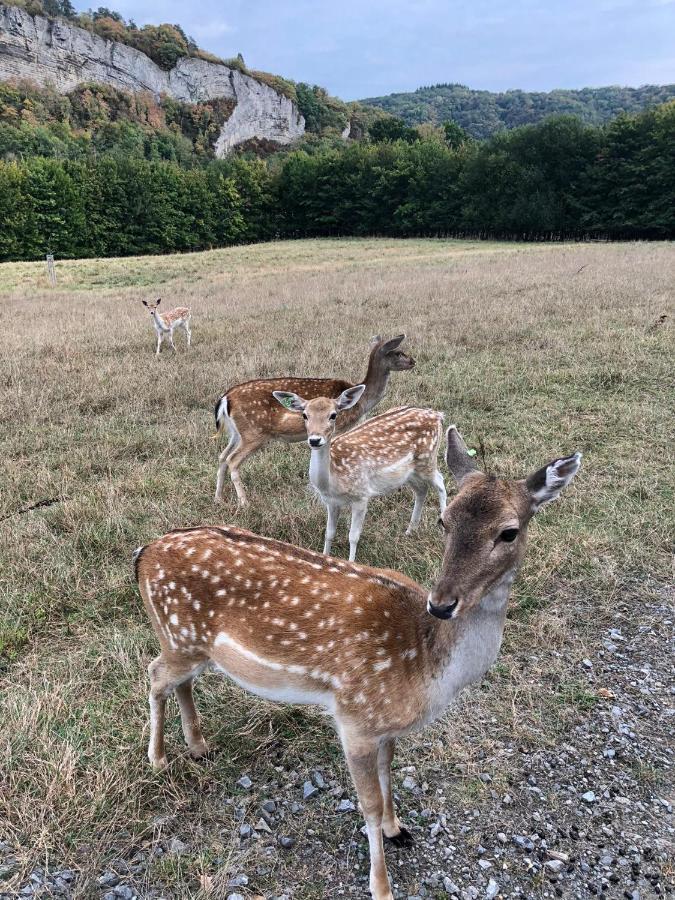 Le Val Des Cerfs - Het Hertendal Hastiere-par-dela Exterior foto